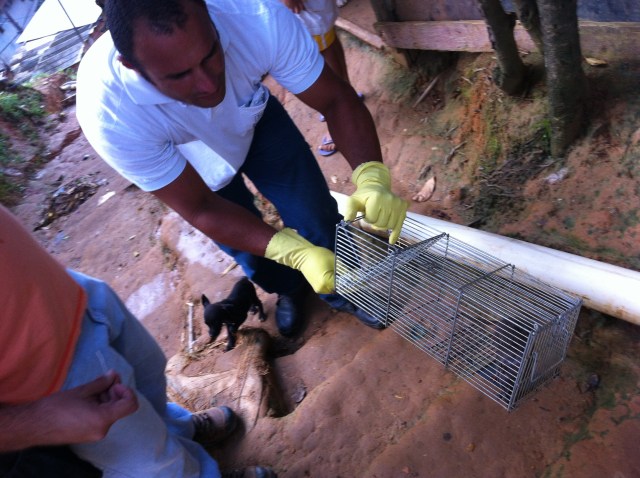 Collecting rat specimens to test for leptospirosis in Pau da Lima.