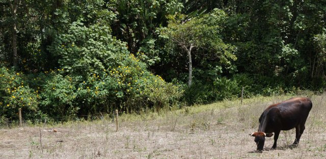 A conventional, overgrazed pasture, El Dovio, Colombia.