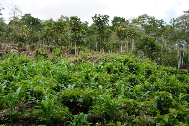 Nacadero intercropped with maiz and chacha fruit, El Dovio, Colombia