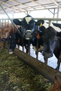 Dairy cows enjoying a mixed feed of mulberry leaves and stems and grass, Turrialba, Costa Rica.