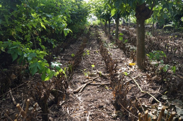 A freshly harvested mulberry fodder bank is already resprouting, El Guayabo, Costa Rica.