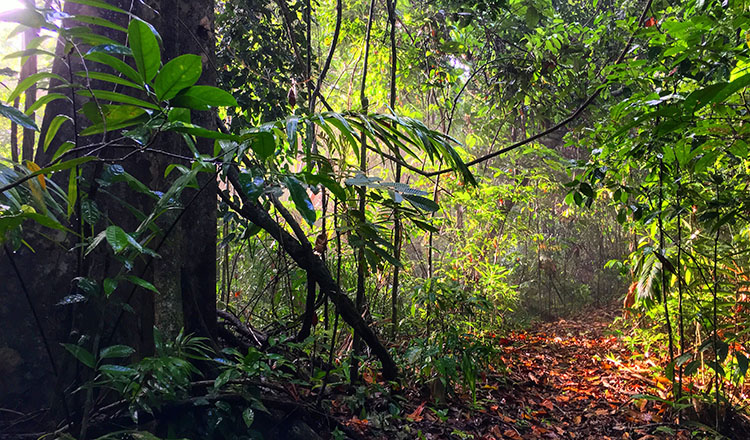 2016Summer-Escalante-JunglePath-750p