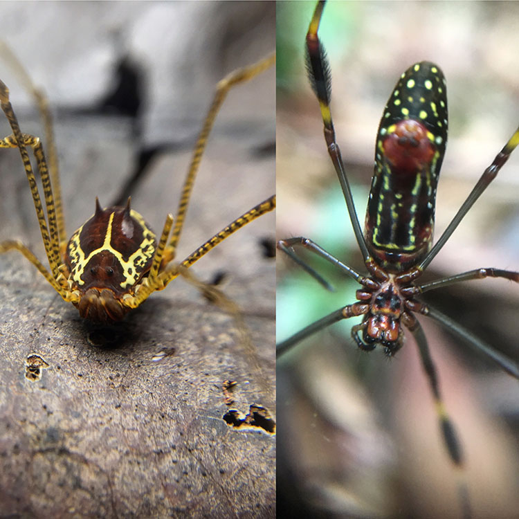 2016Summer-Escalante-Spiders-750p