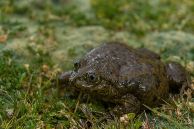 Image of a marbled water frag in grass 