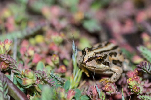 Image of a marbled four-eye frog surrounded by alpine plants in its wetland habitat 