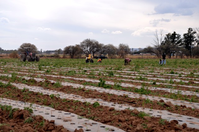 Asparagus under drip irrigation in Aguascalientes, Mexico.