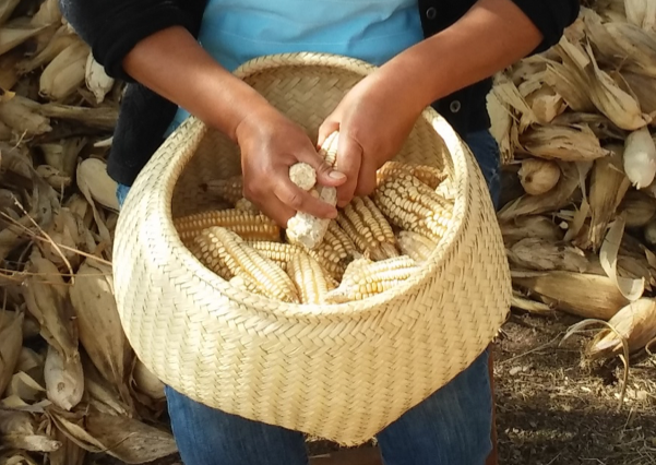 A mother dekerneling corn, submitted by a Zapotec language learner as part of a Photovoice project where students were asked to take a picture of “what speaking Zapotec means to me.”