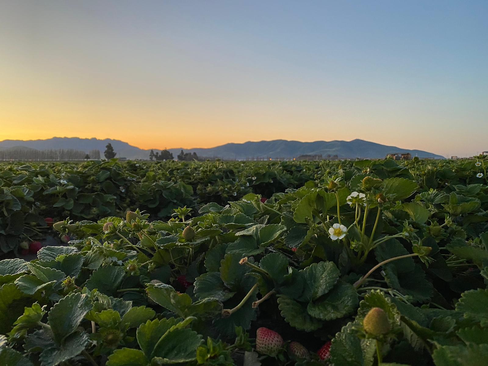 Strawberry plants in Ventura County. (Photo by Amadeo Sumano.)