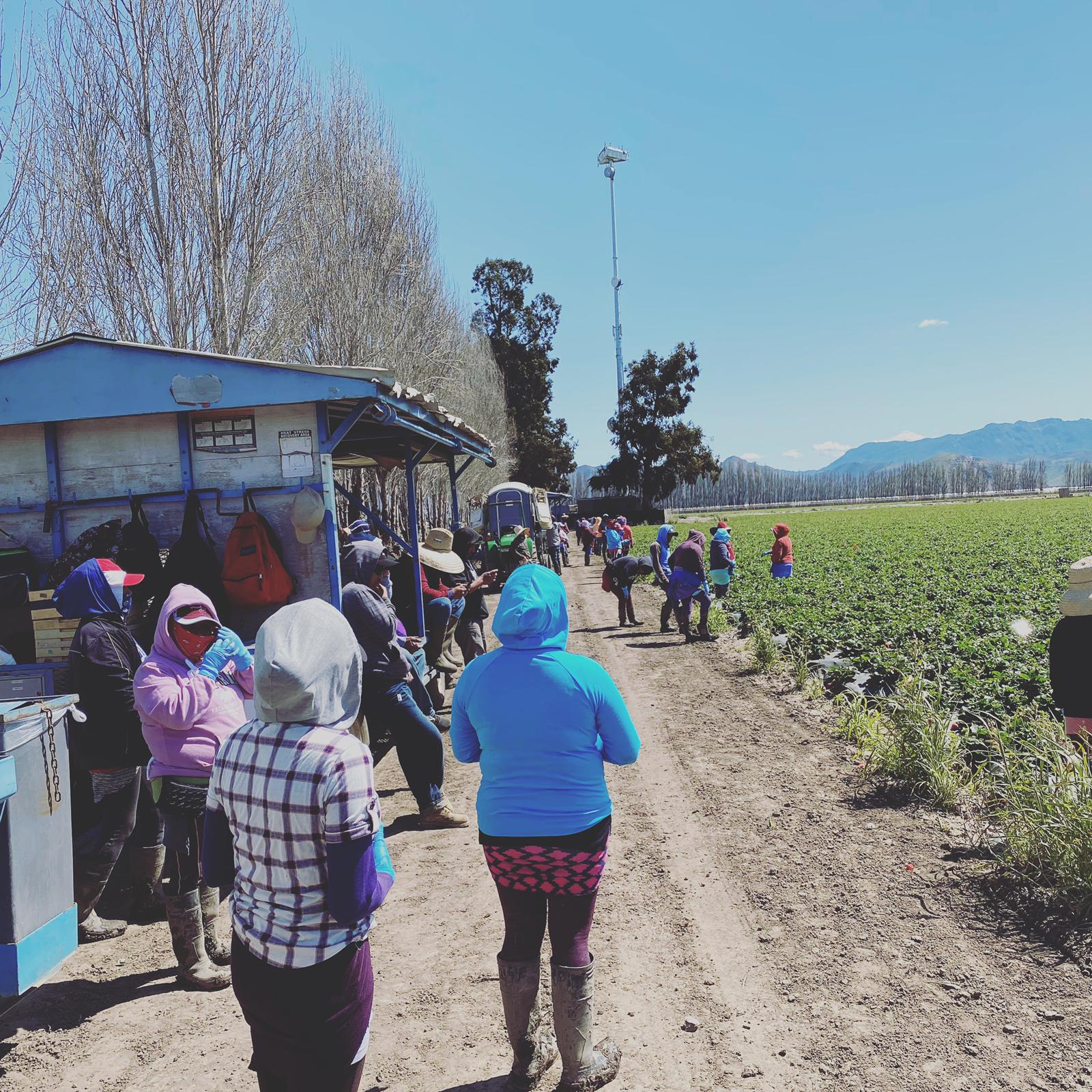 Field workers during a break. (Photo by Amadeo Sumano.)
