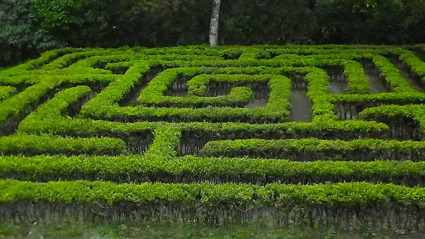 A maze in the Jardín Botánico del Quindío, in Calarcá, Quindío, Colombia. (Photo by Sergio D. Botero.)