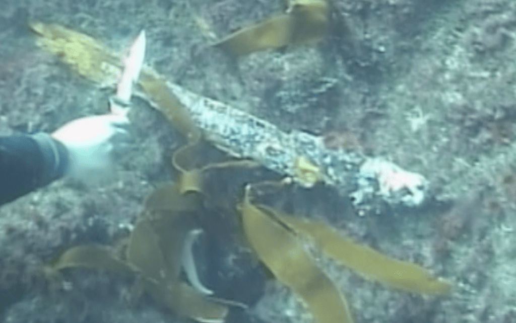 A diver with knife during search for rails.