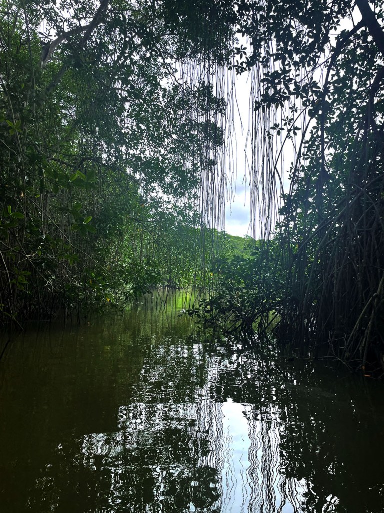 A waterway through the mangroves.