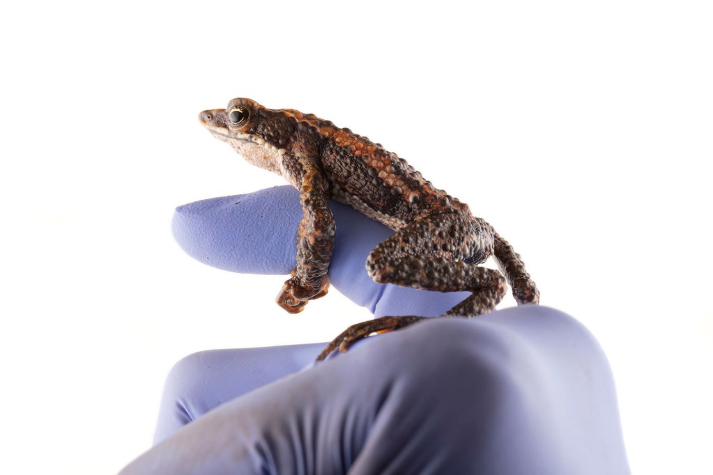 A small brown and gold frog perched on a rubber-gloved finger.