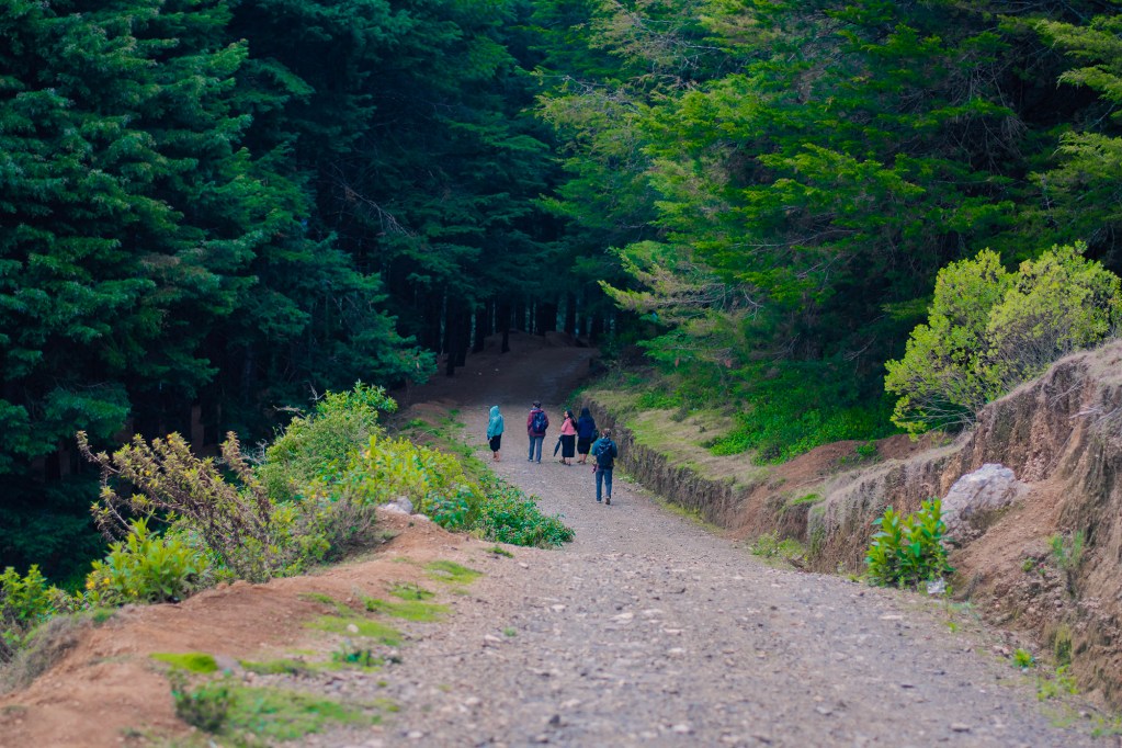 A group of people walking along a dirt path in a forested area, surrounded by tall trees and greenery.