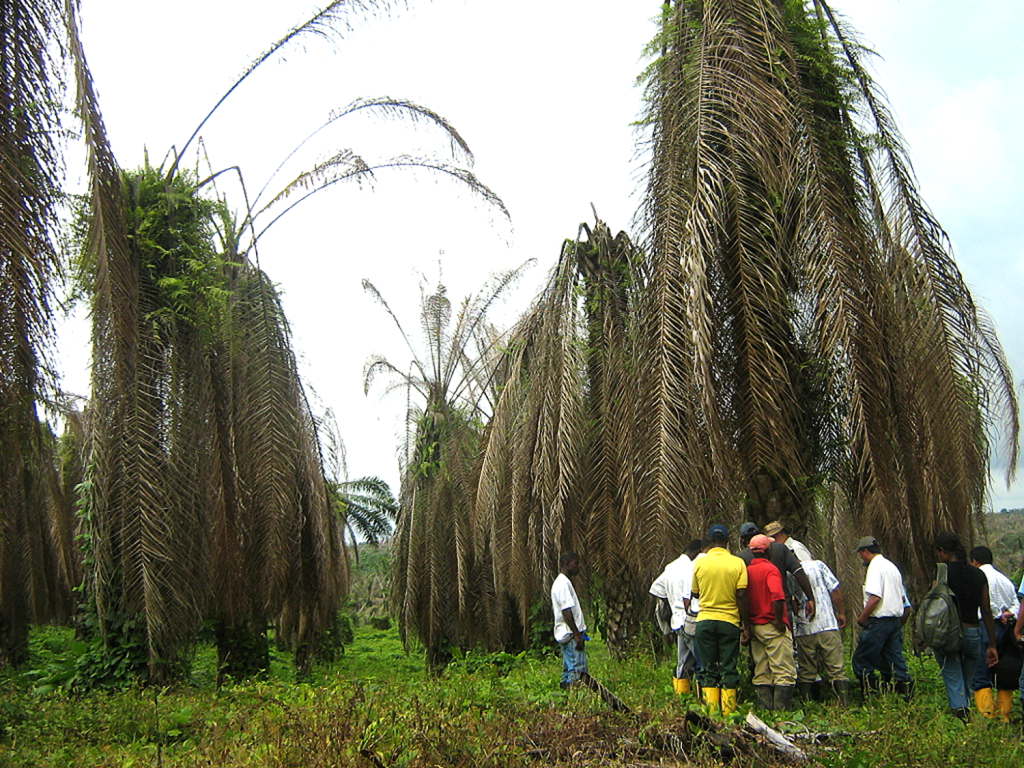 A line of palm trees with brown and dying fronds, with a group of men gathered in front, showing the effects of Bud Rot disease.
