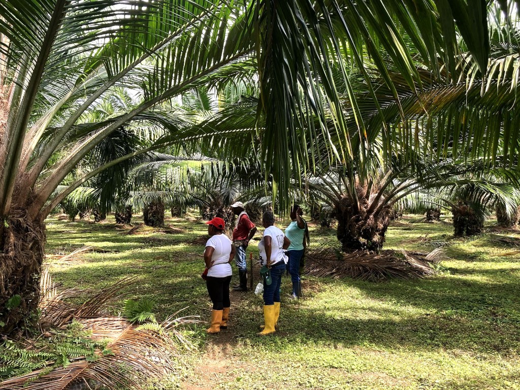 Rows of palm trees provide shade to the workers who tend and pollinate them.
